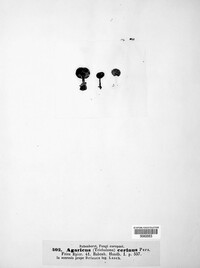 Rugosomyces chrysenteron image